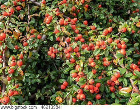 Evergreen Shrub With Small, Glossy, Dark Green Leaves And Bright Red Fruits Of Bearberry Cotoneaster