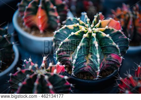 Cactus And Cactus Flowers Popular For Decorative