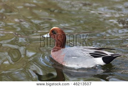 Common Pochard