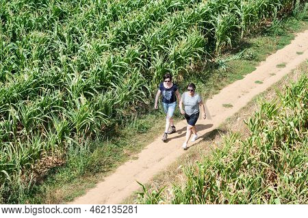 Tielt-winge, Flemish Brabant, Belgium,  08 22 2022 - Two Woman Walking Through Corn Fields
