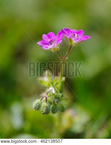 Macro Shot Of Beautiful Pink Cranesbill Flower