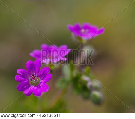 Closeup Shot Of Beautiful Pink Cranesbill Flowers