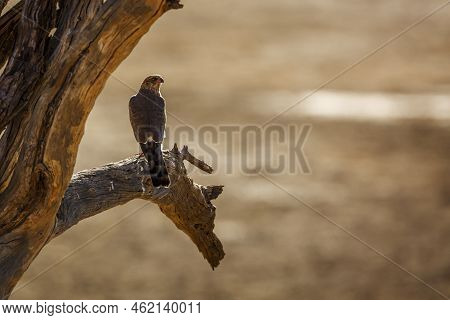 Gabar Goshawk Standing On Branch Rear View In Kgalagadi Transfrontier Park, South Africa; Specie  Mi