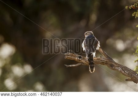 Gabar Goshawk Juvenile Standing Backlit Rear View On A Branch In Kgalagadi Transfrontier Park, South