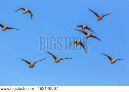 Flock Of Burchell's Sandgrouse In Flight Isolated In Blue Sky In Kgalagadi Transfrontier Park, South