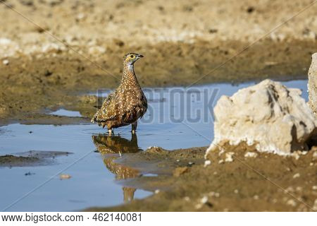 Burchell's Sandgrouse Male Bathing In Waterhole In Kgalagadi Transfrontier Park, South Africa; Speci