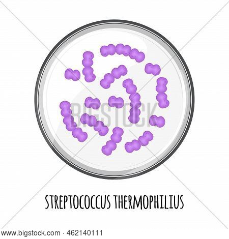 The Human Microbiome Of Streptococcus Thermophilius In A Petri Dish. Vector Image. Bifidobacteria, L
