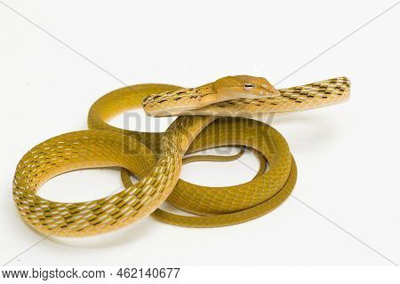 Yellow Asian Vine Snake Hypo Ahaetulla Prasina Isolated On White Background