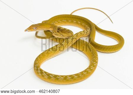Yellow Asian Vine Snake Hypo Ahaetulla Prasina Isolated On White Background