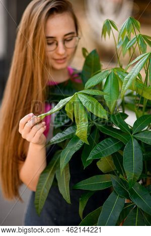 Close-up Of Leaves Of Pachira Plant And Young Woman Gently Touched It