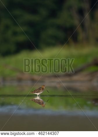 Beautiful Nature Scene With Common Snipe (gallinago Gallinago). Wildlife Shot Of Common Snipe (galli