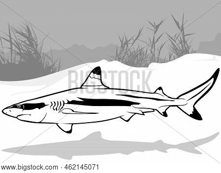 Drawing Of Blacktip Reef Shark From Profile - Black Illustration Isolated On White Background, Vecto