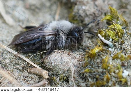 Closeup Of The Grey-backed Mining Bee, Andrena Vaga, On Sandy Soil
