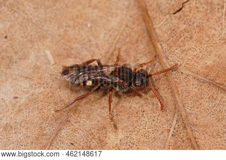 Closeup On A Small Colorful Red Large Bear-clawed Nomad Bee, Nomada Albuguttata Sitting On A Dried L