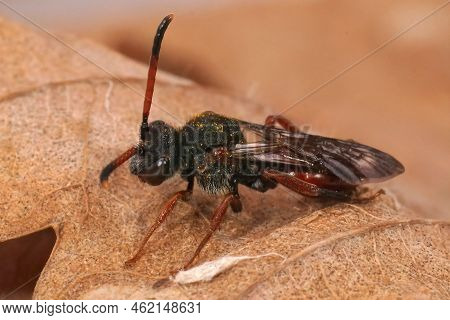 Closeup On A Colorful Red Female Fabricious Nomada Cuckoo Bee, Nomada Fabriaciana Sitting On A Dried