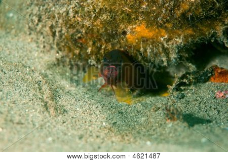 Blacktip Garoupa