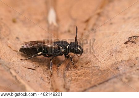 Detailed Closeup On A Small Black Yellow Maked Bee, Hylaeus Communis