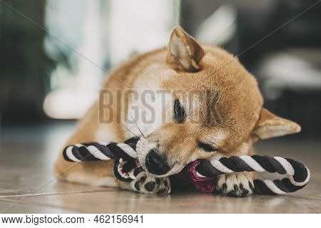 One Lovely Puppy Of Shiba Inu Playing With Dog Toy Cord And Having Fun At Home Laying On The Floor. 