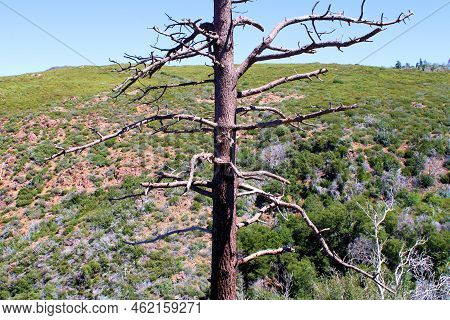 Parched Pine Tree On An Alpine Meadow With Chaparral Plants During A Prolonged Drought Taken At A Ch