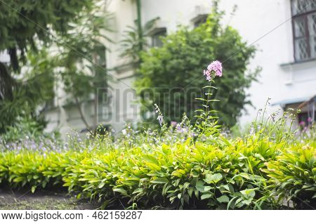 Garden Phlox. Pink And White Color Summer Phloxes Phloxes Paniculate Flower In A Garden