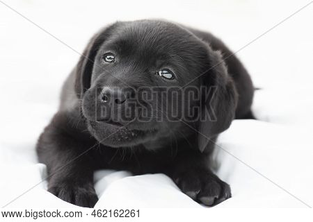 Cute Pet. A Small Labrador Retriever Puppy On A White Background.