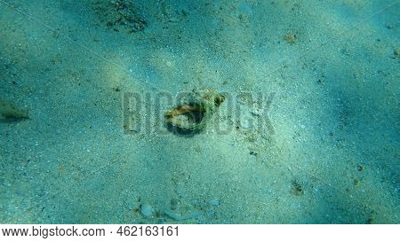 Seashell Of Sea Snail Of Southern Oyster Drill Or Redmouthed Rocksnail (stramonita Haemastoma) Under