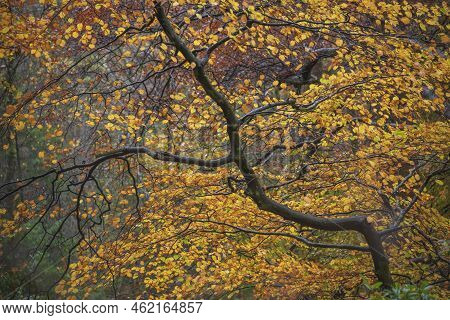 Epic Vibrant Colorful Autumn Landscape Image Of Dodd Woods In Lake District