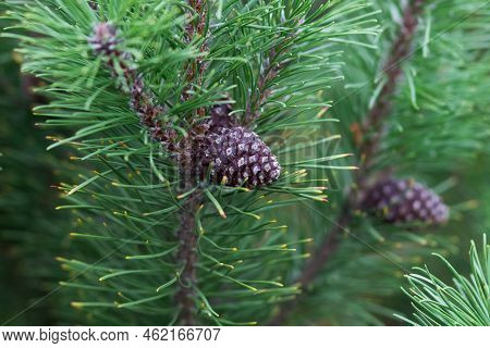 Background Of Mountain Pine (pinus Mugo). European Elfin Pine Close-up