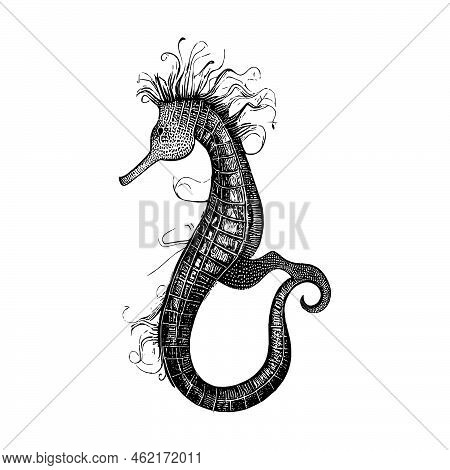 Vector Sea Horse Aquatic Creature Mascot, Profile View Monochrome Sketch Icon. Marine Seahorse Isola