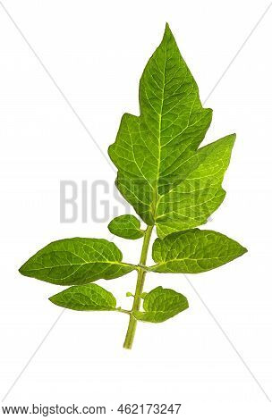 Tomato Leaves Are Serrated, Wavy And Pointed And Are Compound With Multiple Leaflets Growing Along A