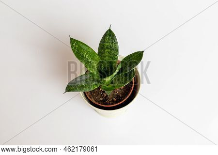 Sansevieria Hahnii Birds Nest Snake Plant On Isolated White Background