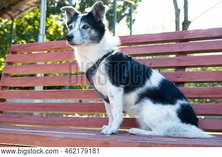 The Dog Is Sitting On The Bench. A Black And White Dog In A Harness Is Resting In A City Park. City 