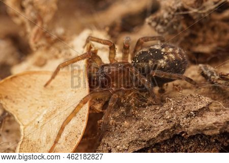 Closeup On A Tangled Nest Spider, Amaurobius, Sitting On The Ground In The Garden