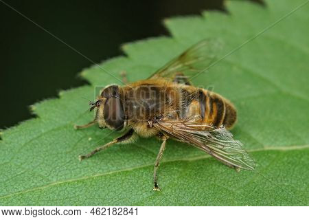 Closeup On A Common Drone Fly, Eristalis Tenax In The Garden Sitting On A Green Leaf