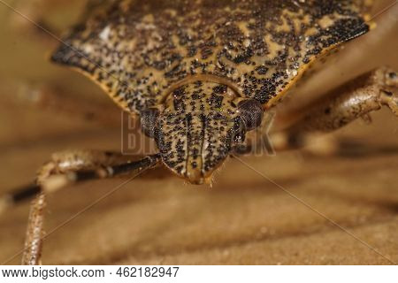 Extreme Macro Closeup On The Head Of A Mottled Shieldbug, Rhaphigaster Nebulosa In The Garden