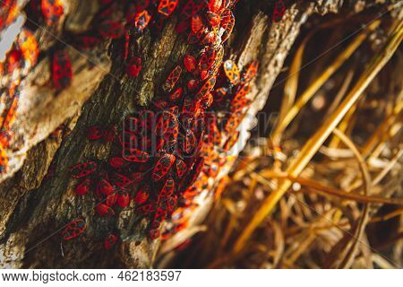 Red Bug. Accumulation Of Soldier Bugs. Red Beetles In Sun. Flock Of Insects In Bright Sunlight On Ba