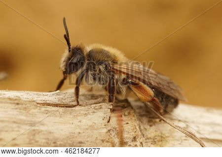 Closeup On A Female Female Grey-gastered Mining Bee, Andrena Tibialis Sitting On Wood