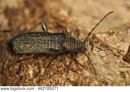 Closeup On The Rare Metallic Colored Callidium Aeneum Longhorn Beetle Sitting On Wood