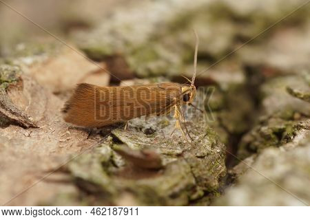 Detailed Closeup On A Small Brown Orange Crassa Unitella Moth, Sitting On Wood