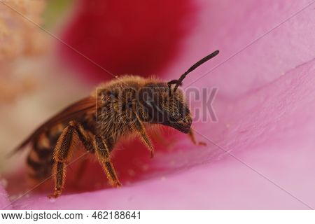 Colorful Closeup On A Mediterranean Female Great Banded Furriow Bee, Sitting Inside A Pink Flower