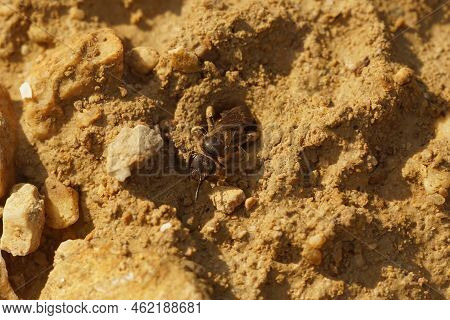 Closeup On A Female Guardian Furrow Bee, Lasioglossum, Defending A Communal Nesting Entrance Against