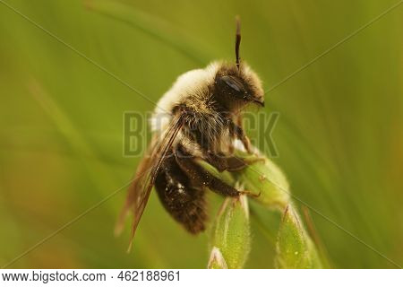 Detailed Closeup On A Furre White Femel Grey-backed Mining Bee, Andrena Vaga On Top Of Vegetation