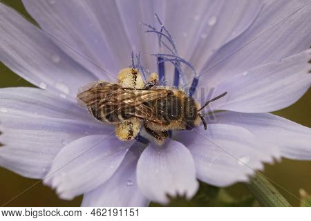 Closeup On A Female Great Banded Furrow Bee, Halictus Scabiosae, Colllecting Pollen Form A Blue Cich