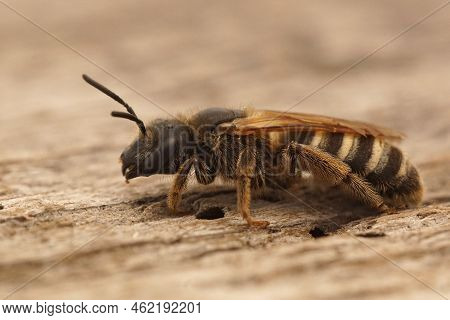 Closeup On An Adult Medterranean Female Great-banded Furrow Bee, Halcitus Scabiosae, Sitting On Wood