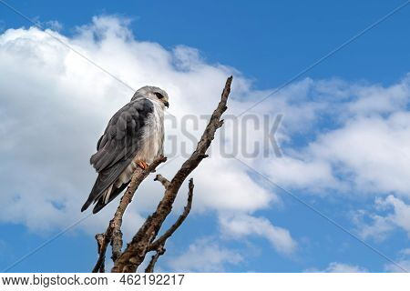 A Watchful Black-winged Kite, Elanus Caeruleus, Perched On A Dead Tree In Nairobi National Park, Ken