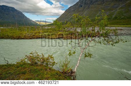 Birch Tree Bending Low On The Bank Of Glacial River In Remote Arctic Valley. Sarek National Park, La