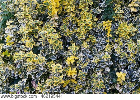 Euonymus Fortunei Emerald N Gold, The Fortune Spindle, Winter Creeper Or Wintercreeper, Is A Species