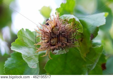 Tree Hazel, Or Bear Walnut, Or Bear Hazel (latin Corylus Colurna) Is A Deciduous Tree, A Species Of 
