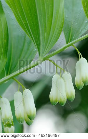Polygonatum Multiflorum (common Solomon's Seal) Flowers Close-up