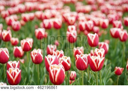 Beautiful Tulip Macro With A Red Bulbfield In The Background In Spring